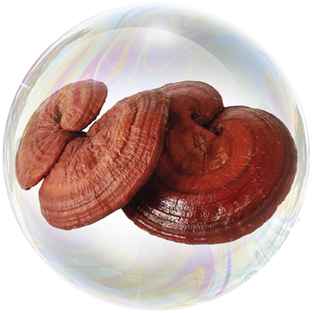 Ганодерма 